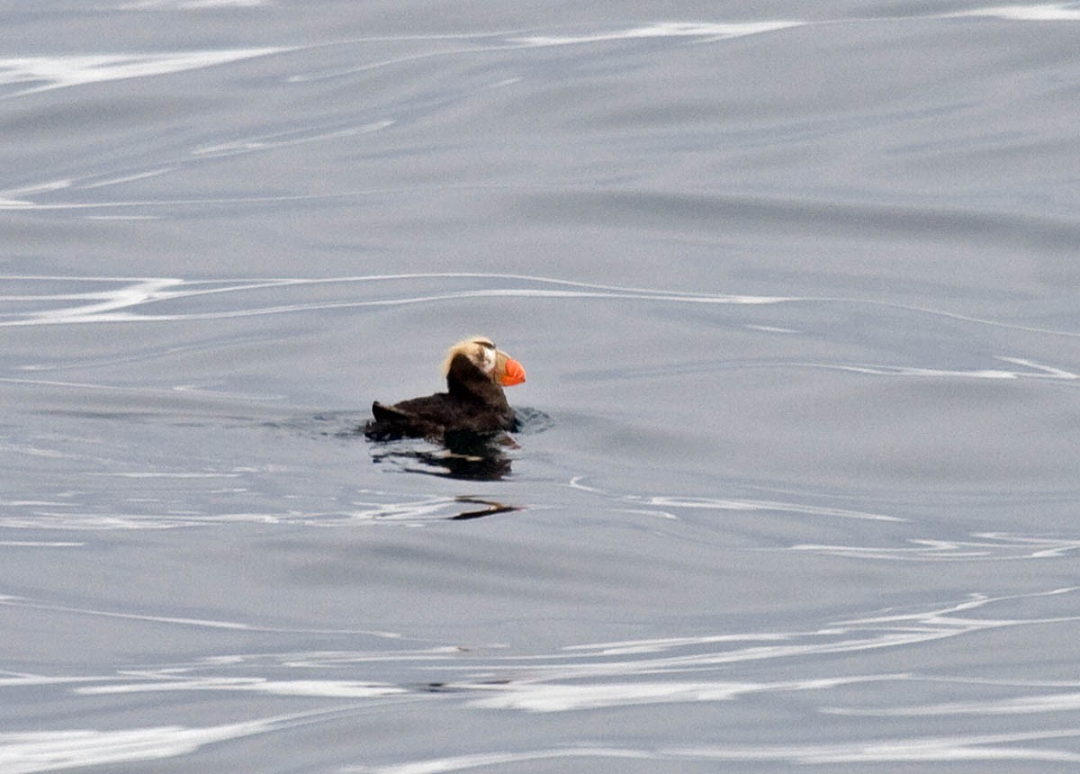 Tufted Puffin - ML36721111