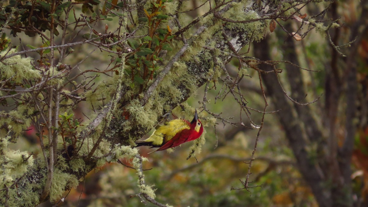 Crimson-mantled Woodpecker - Jorge Muñoz García   CAQUETA BIRDING
