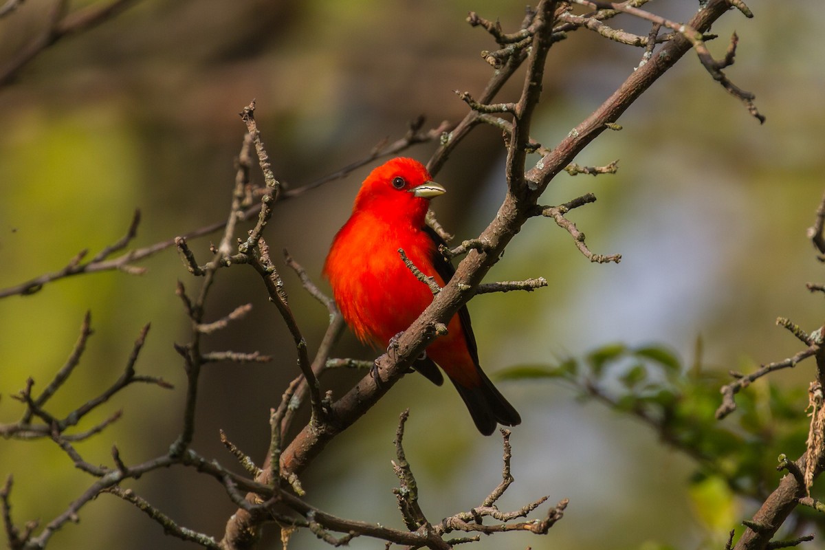 Scarlet Tanager - ML367213081