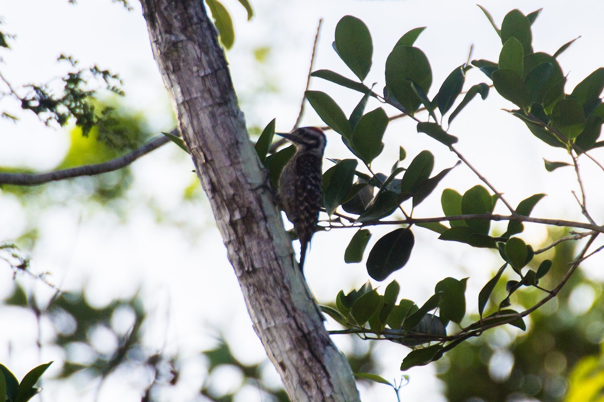 Ladder-backed Woodpecker - Francis Canto Jr