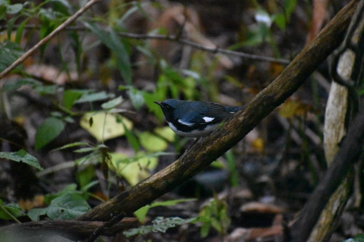 Black-throated Blue Warbler - ML367214661