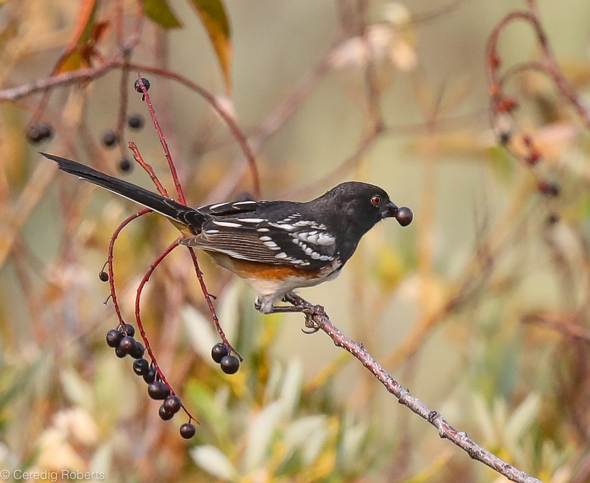 Spotted Towhee - ML367217091