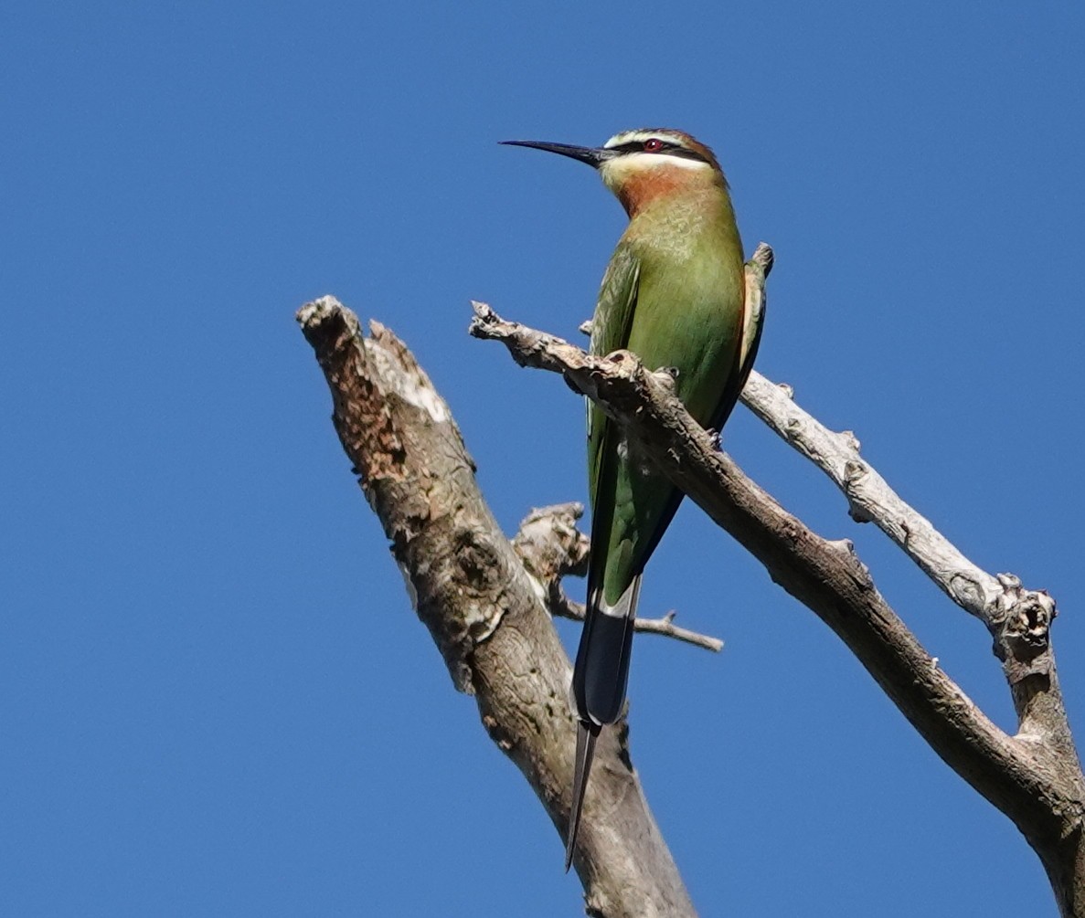 Madagascar Bee-eater - Rene Laubach