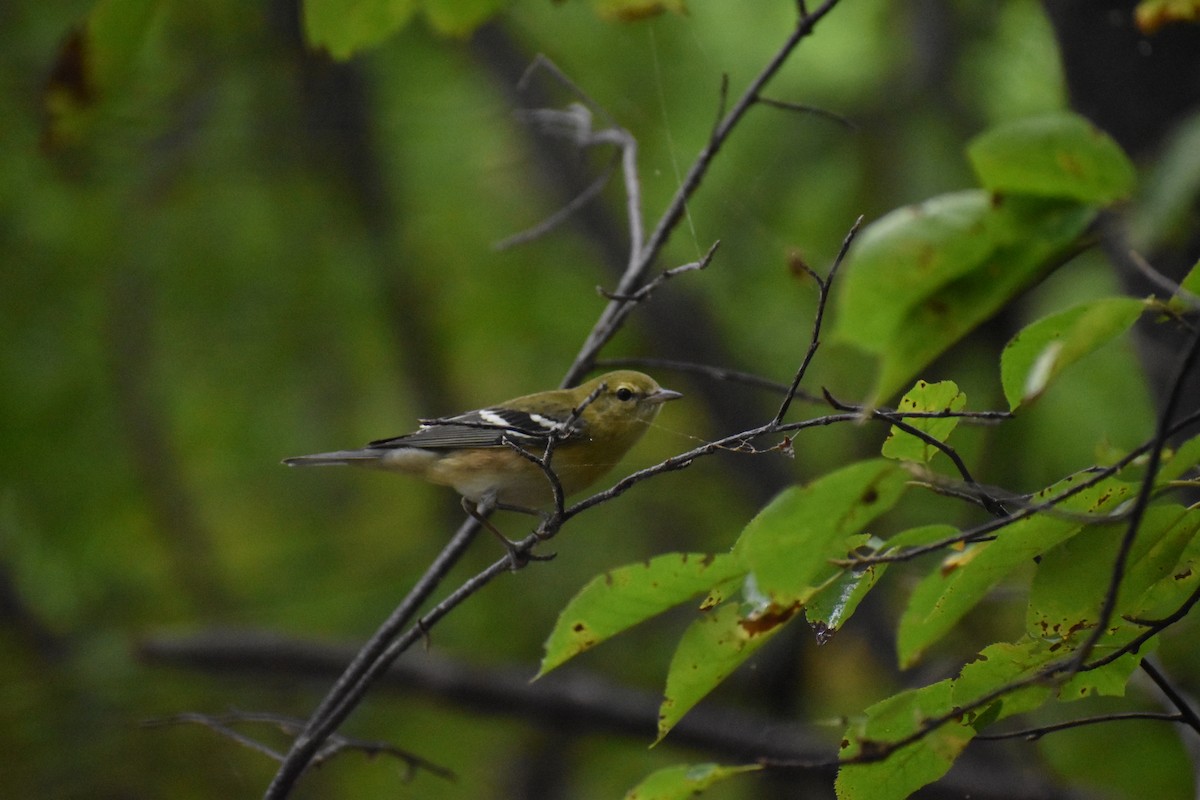Bay-breasted Warbler - ML367221571
