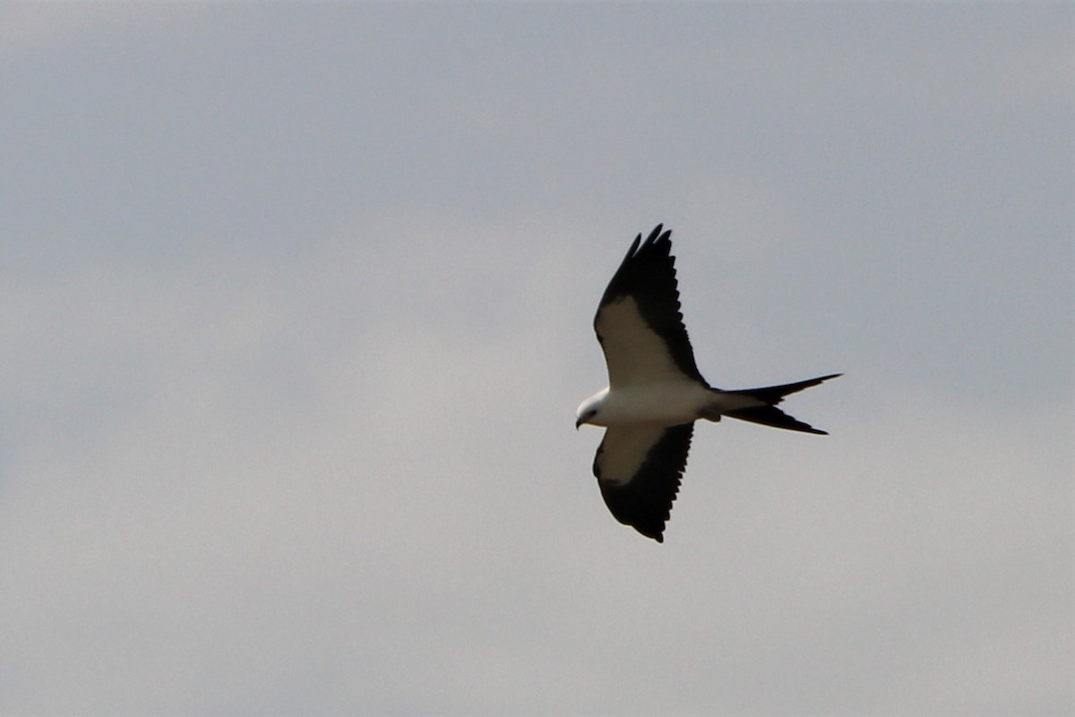 Swallow-tailed Kite - ML367222491