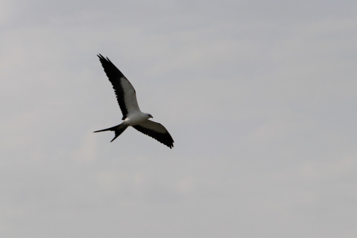 Swallow-tailed Kite - ML367222591