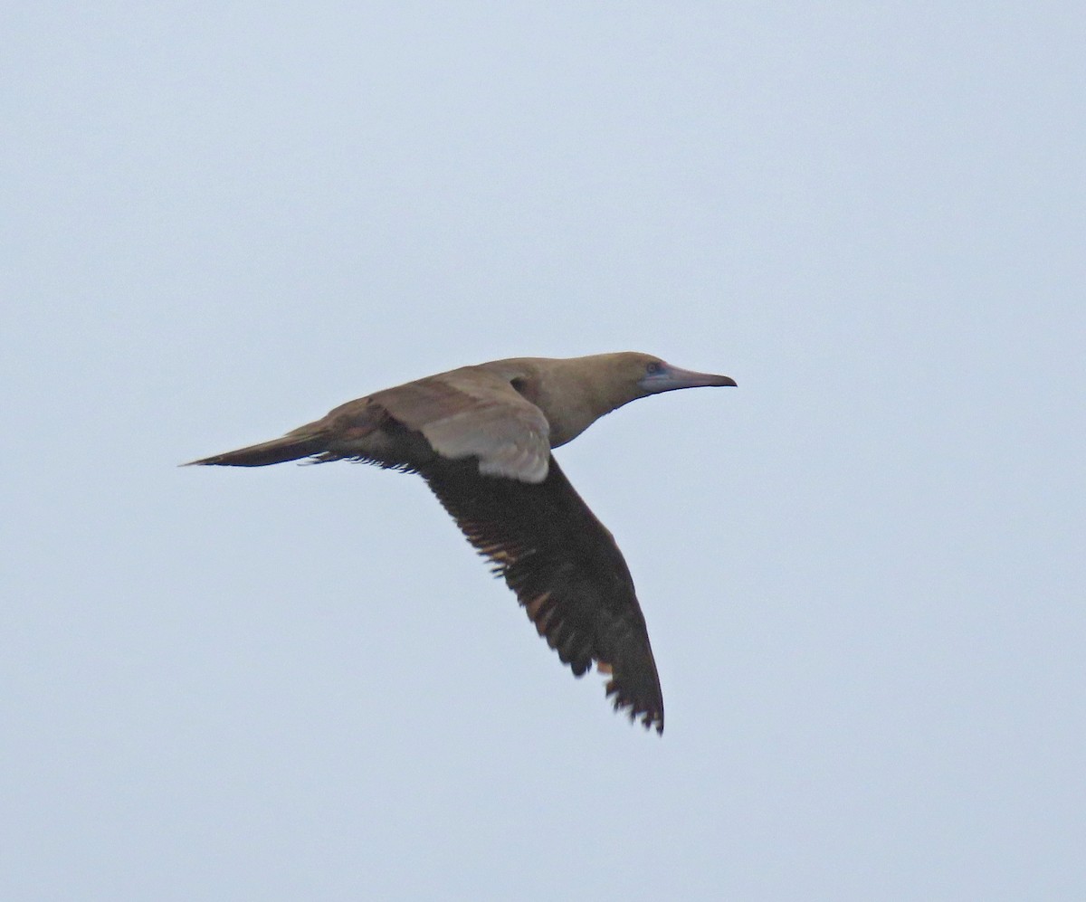 Red-footed Booby - ML367222611