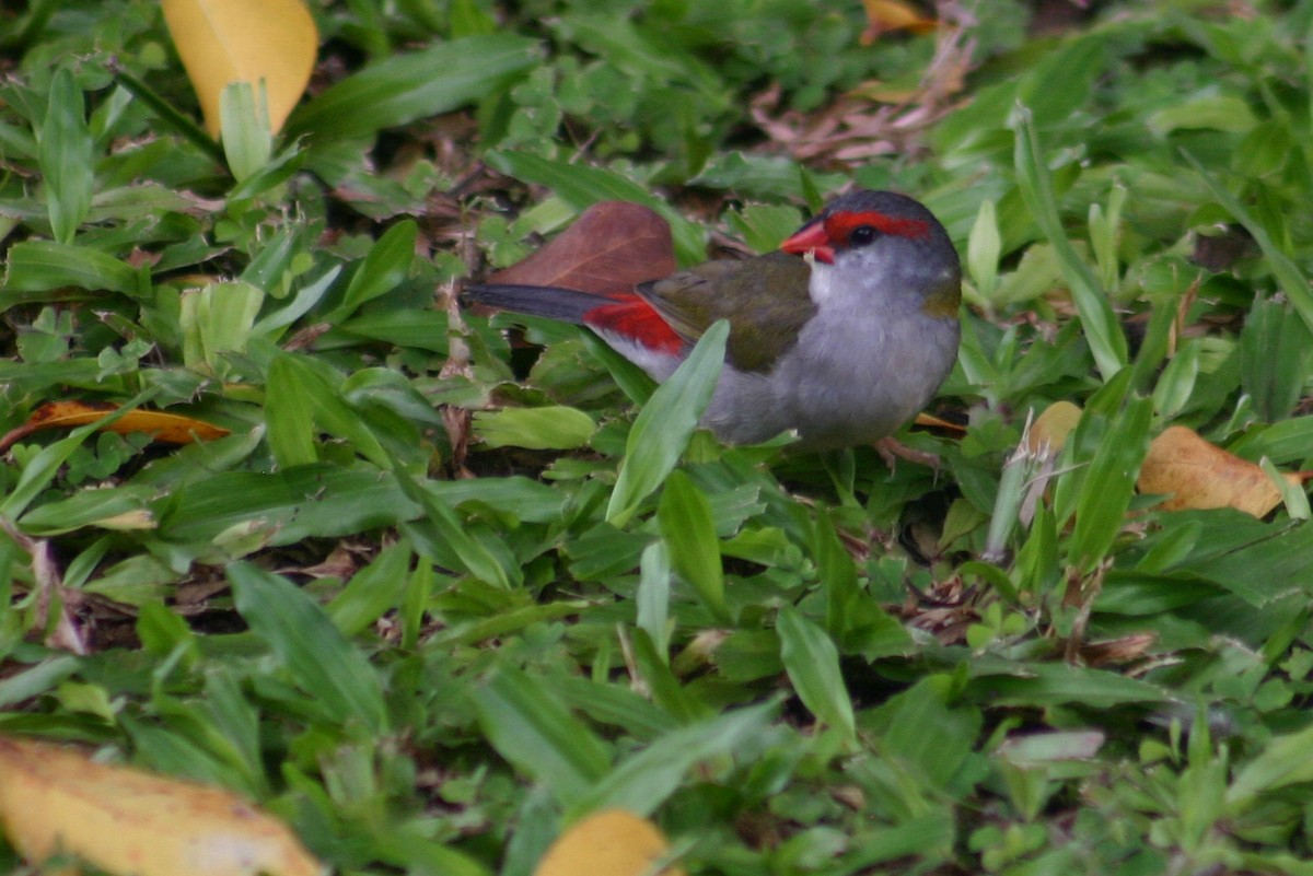 Red-browed Firetail - ML367223161