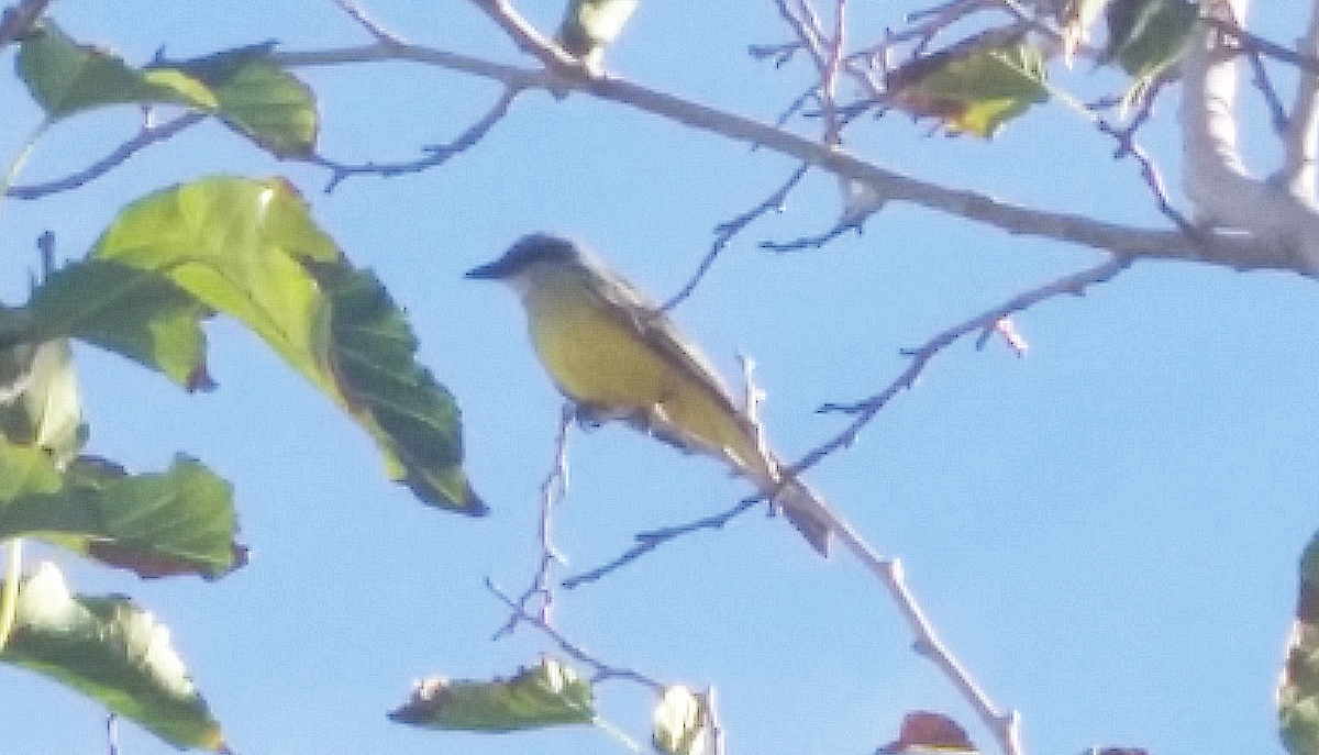 Tropical/Couch's Kingbird - Anonymous