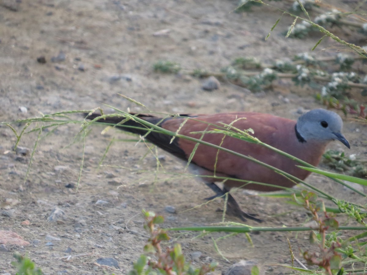 Red Collared-Dove - Elizabeth Lyons