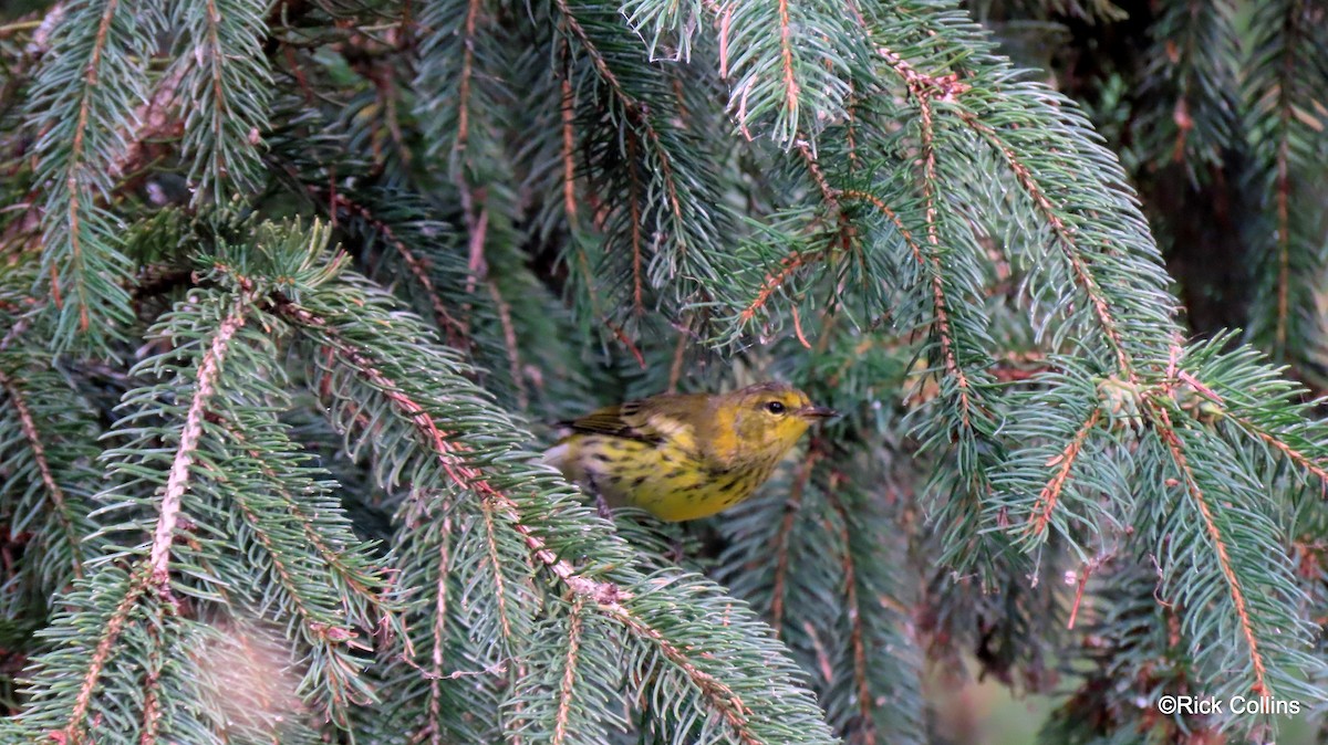 Cape May Warbler - Rick Collins