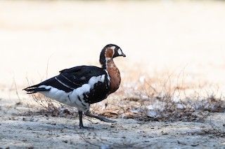 Red-breasted Goose, ML367229381
