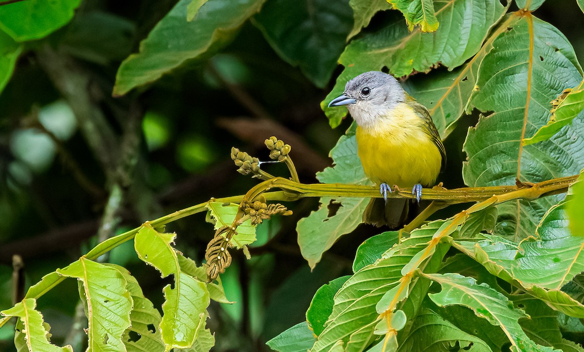 White-shouldered Tanager - ML367232741