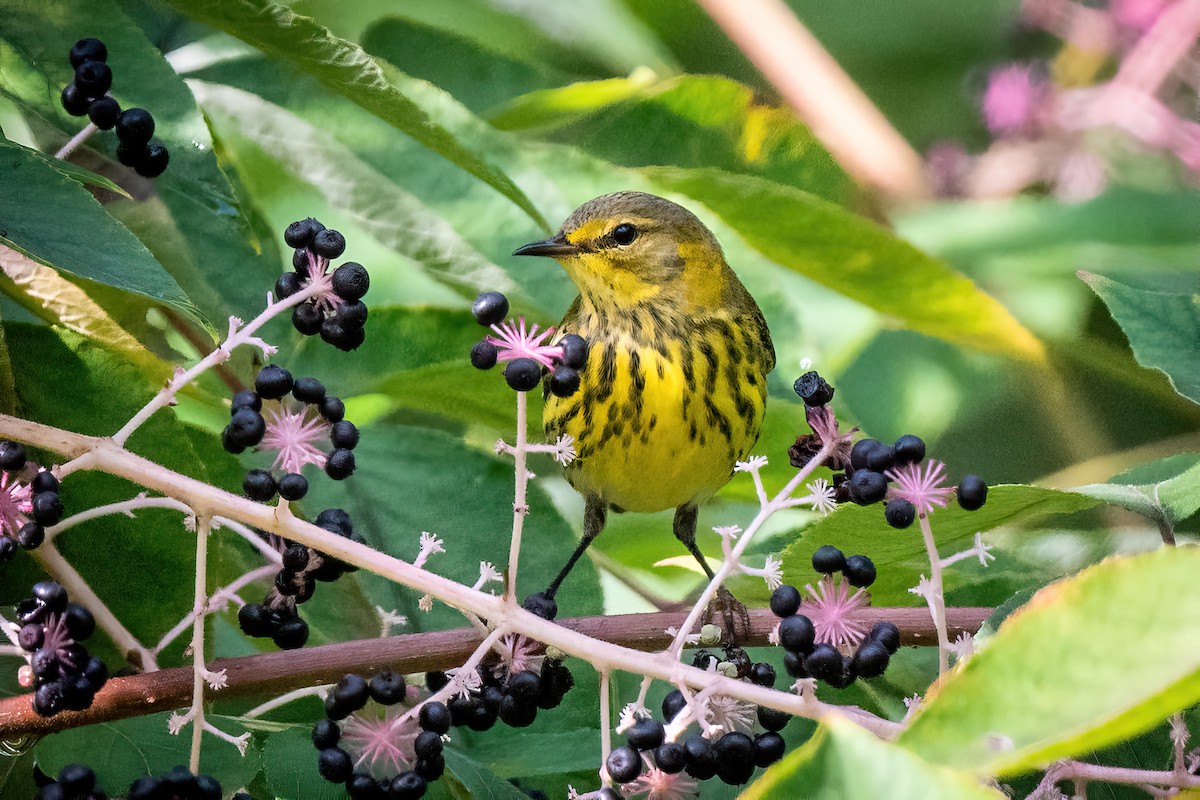 Cape May Warbler - Mitchell Goldfarb