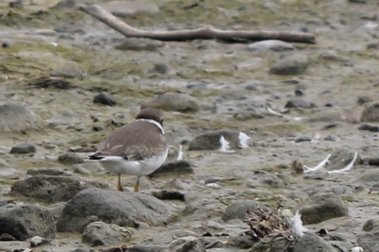 Semipalmated Plover - ML367241281