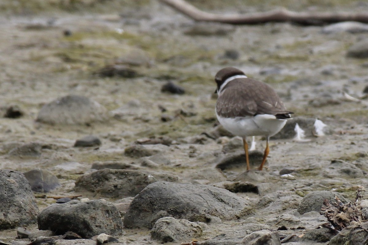 Semipalmated Plover - ML367241291