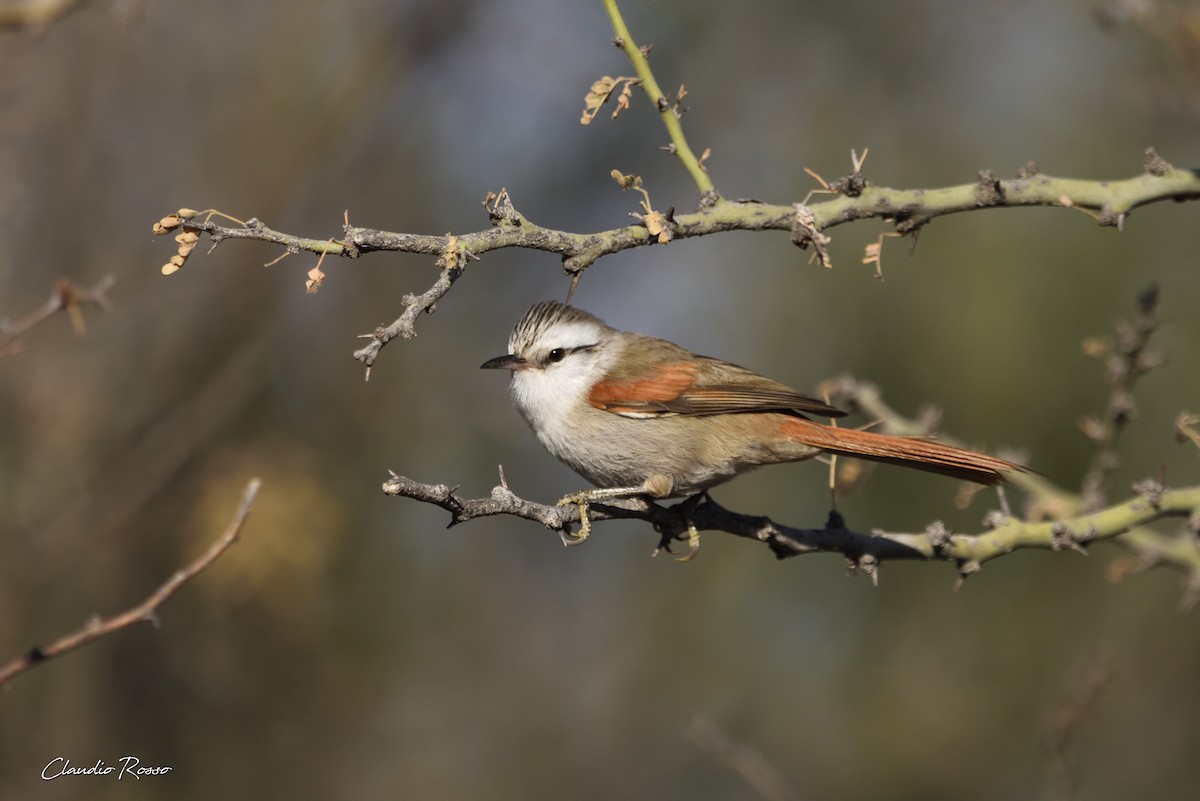 Stripe-crowned Spinetail - Claudio Rosso