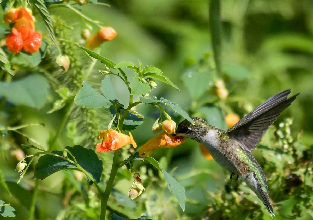 Ruby-throated Hummingbird - James Gorski