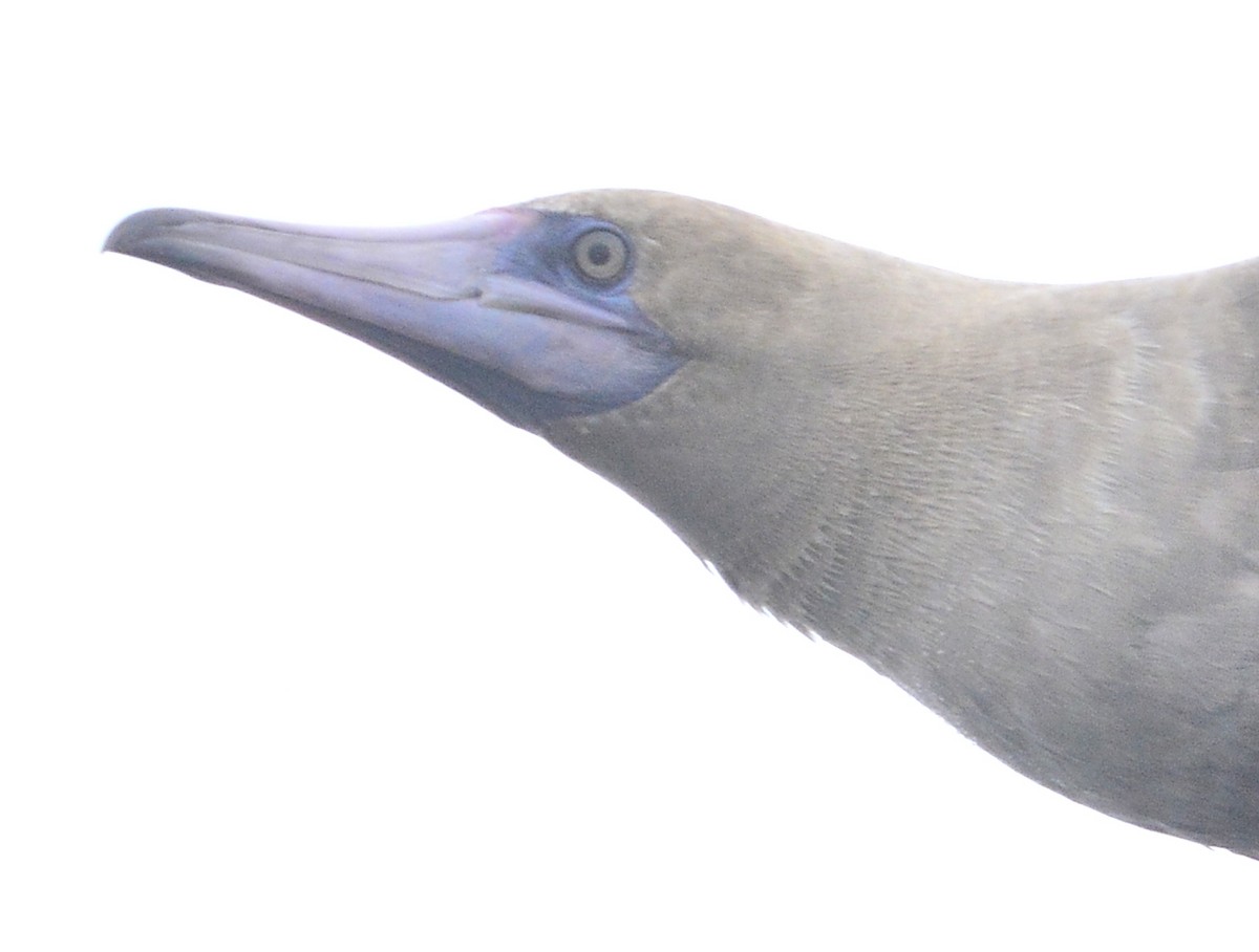 Red-footed Booby - ML367244471