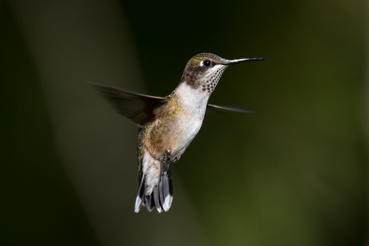 Ruby-throated Hummingbird - Brian McGee
