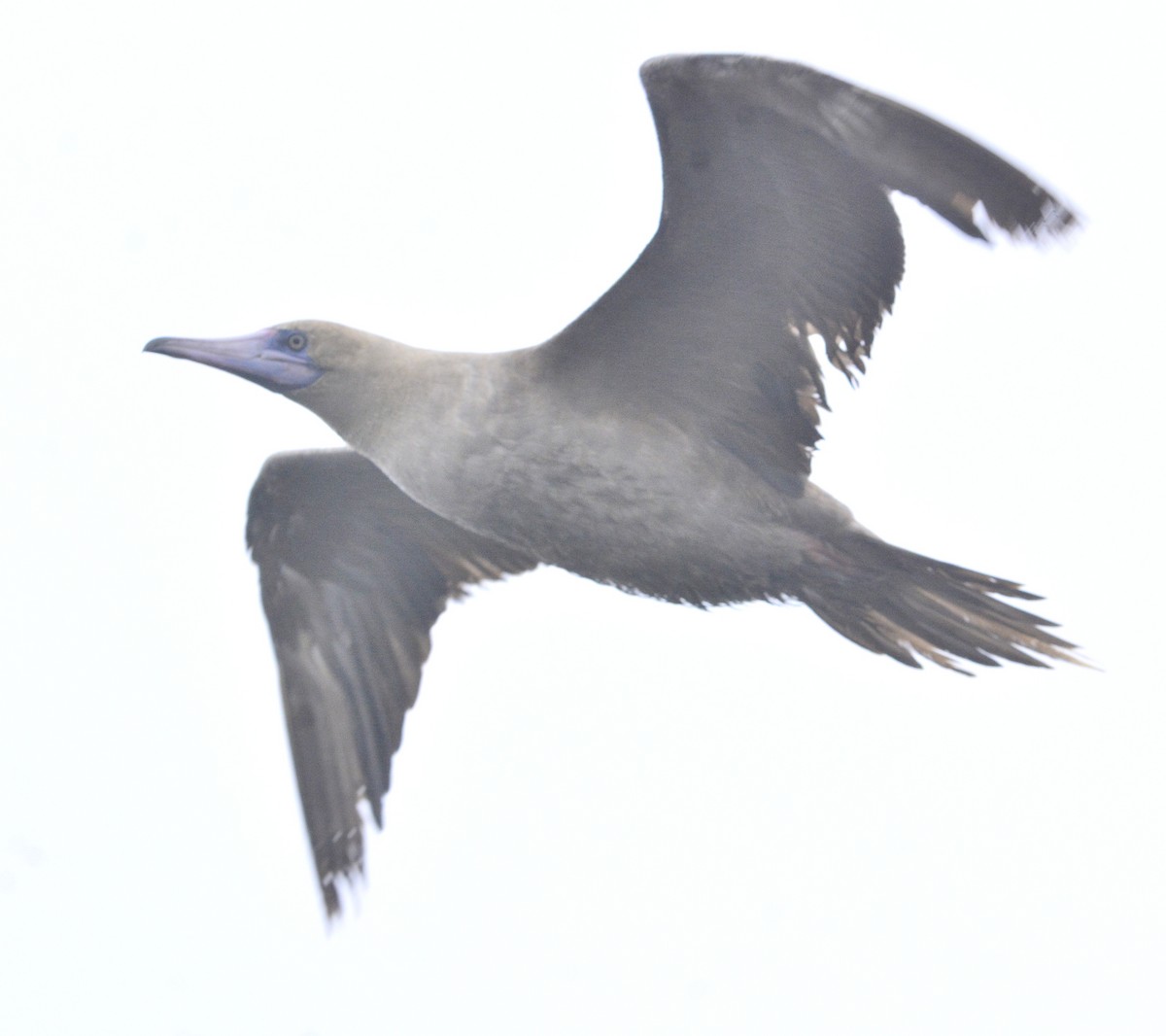 Red-footed Booby - ML367244521
