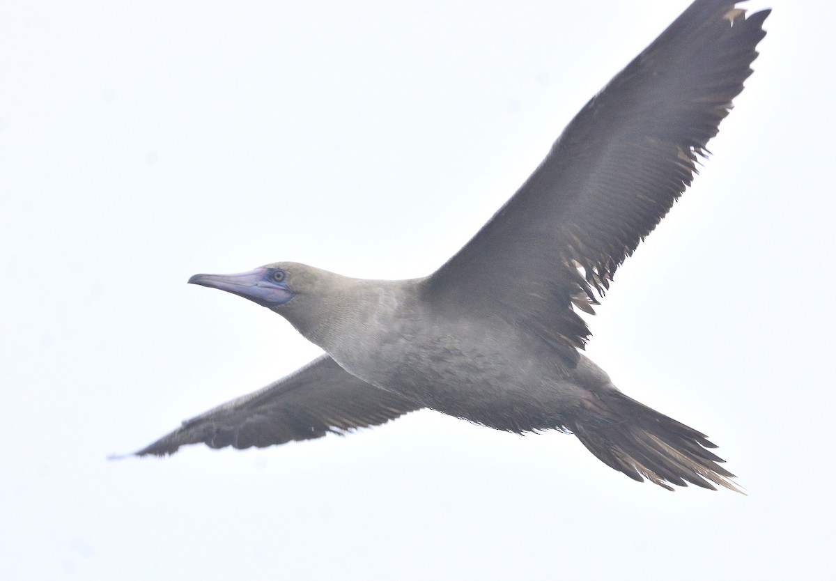 Red-footed Booby - ML367244531