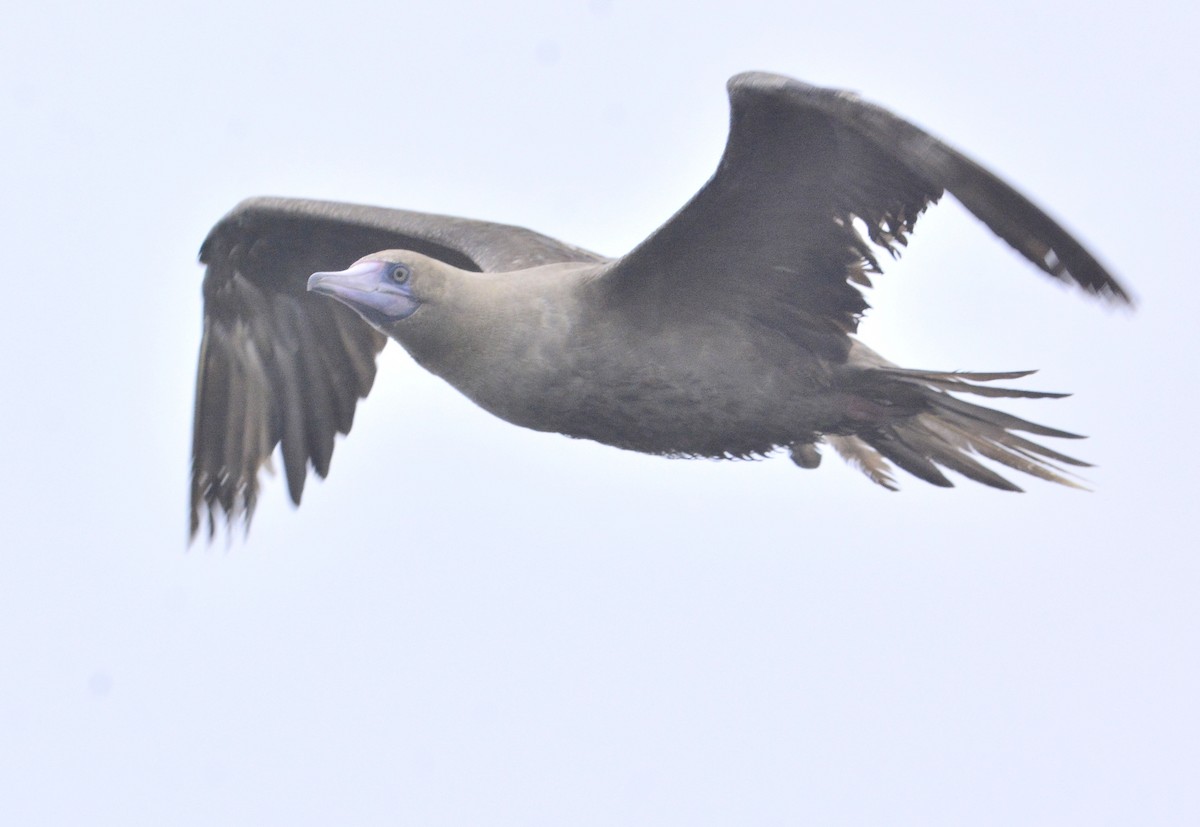 Red-footed Booby - ML367244541