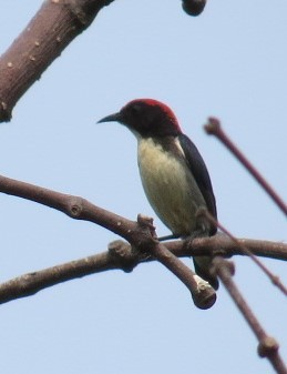 Scarlet-backed Flowerpecker - ML367247531