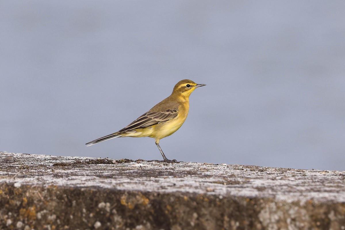 ニシツメナガセキレイ（flavissima） - eBird