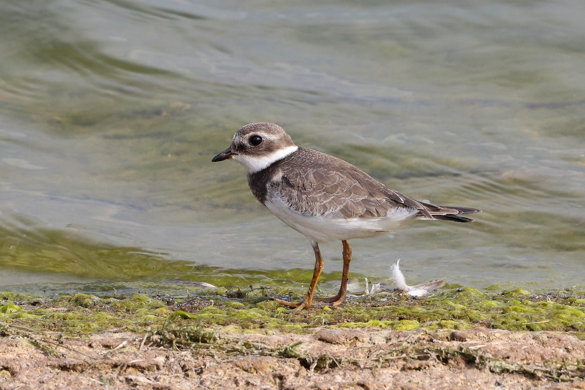 Common Ringed Plover - ML367251461