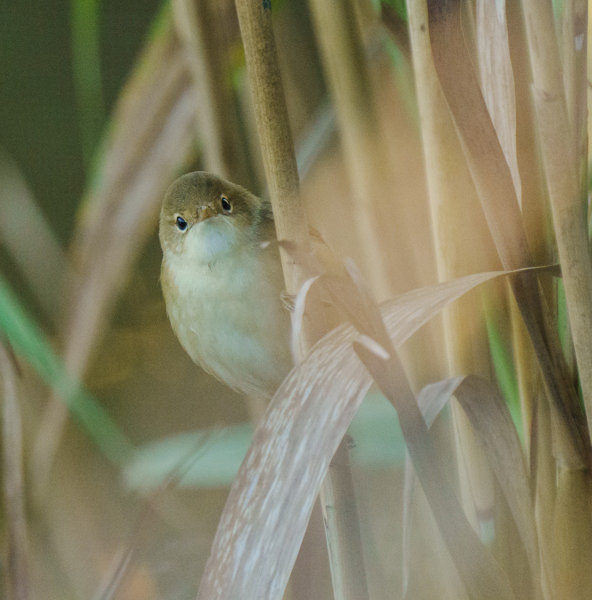 Common Reed Warbler - ML367253601