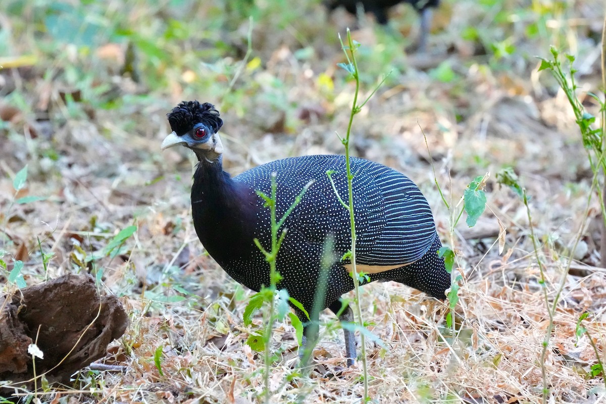Southern Crested Guineafowl - ML367259141