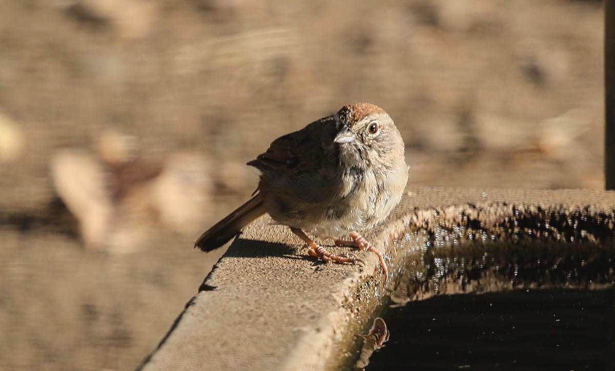 Rufous-crowned Sparrow - ML367260141