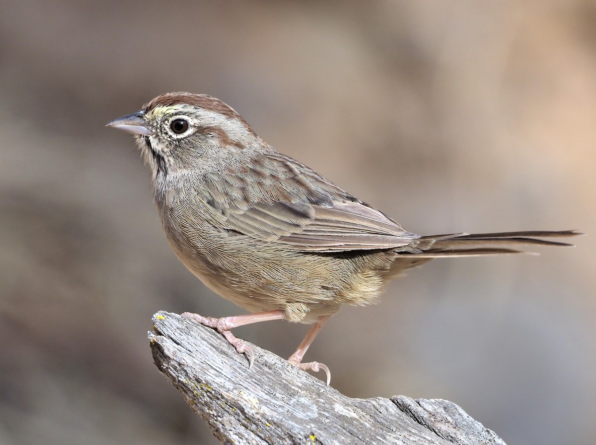 Rufous-crowned Sparrow - ML367261651