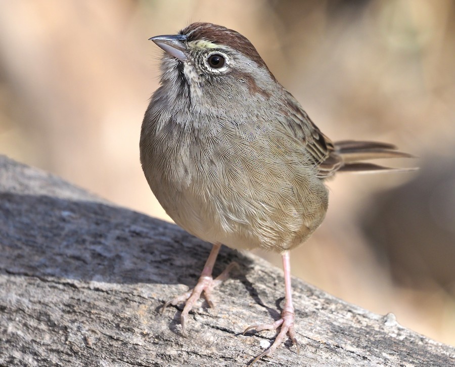 Rufous-crowned Sparrow