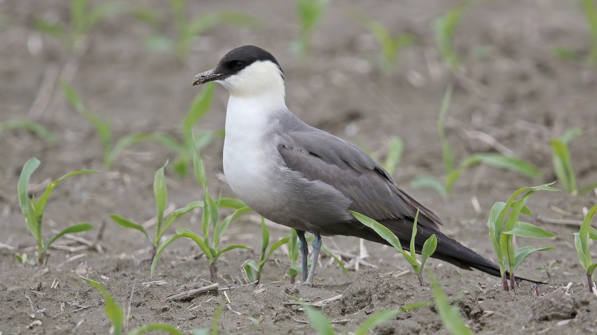 Long-tailed Jaeger - ML367263091