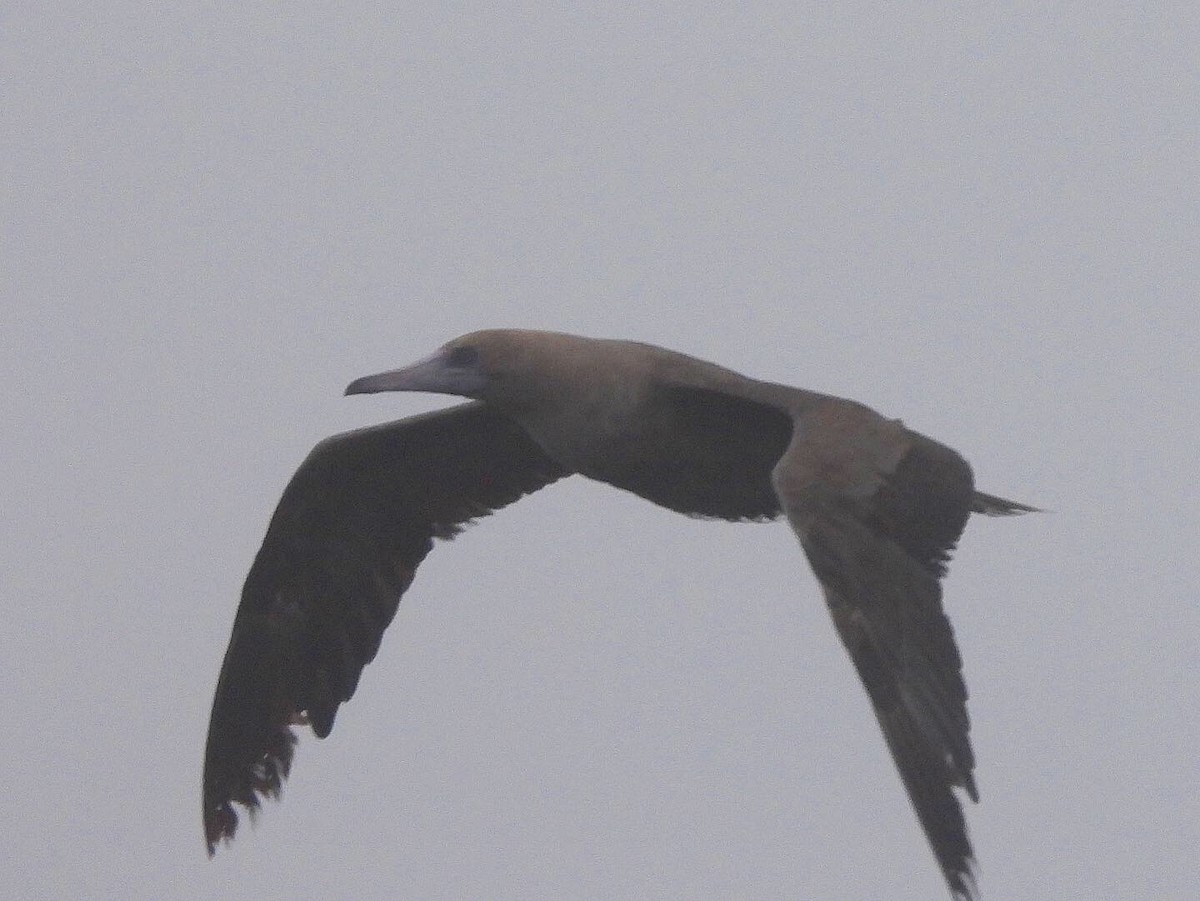 Red-footed Booby - ML367265561