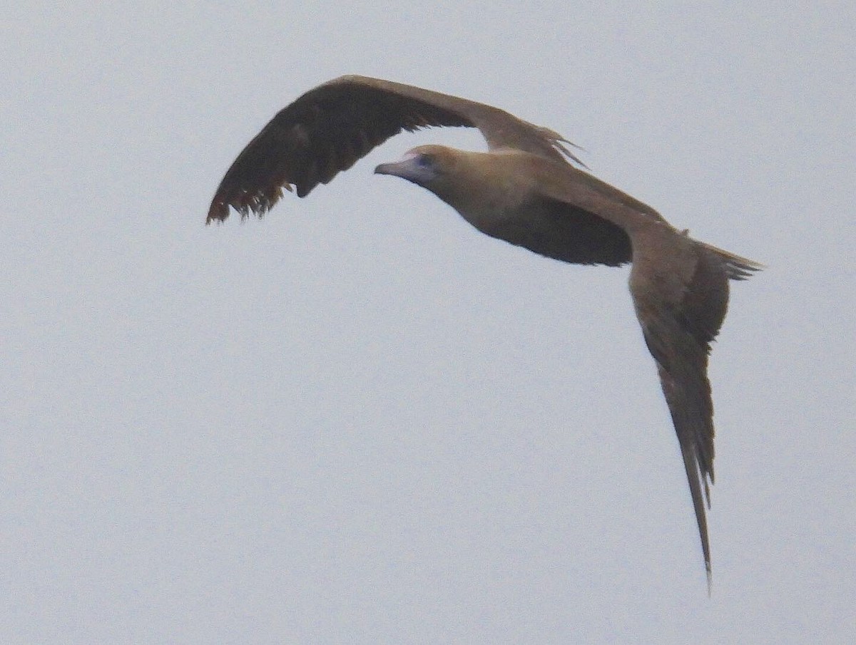 Red-footed Booby - ML367265631