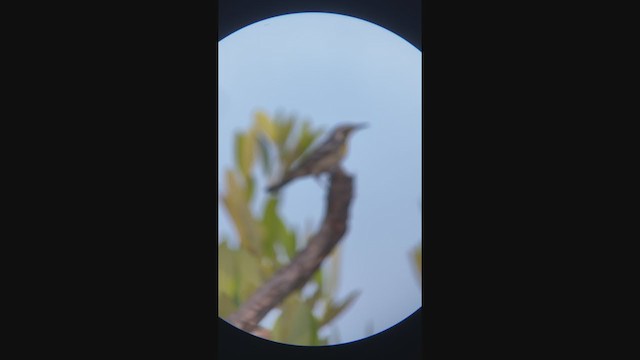 Yellow-throated Warbler - ML367268851
