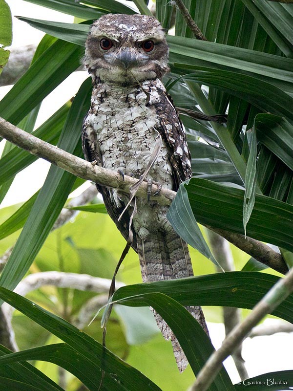 Papuan Frogmouth - Garima Bhatia