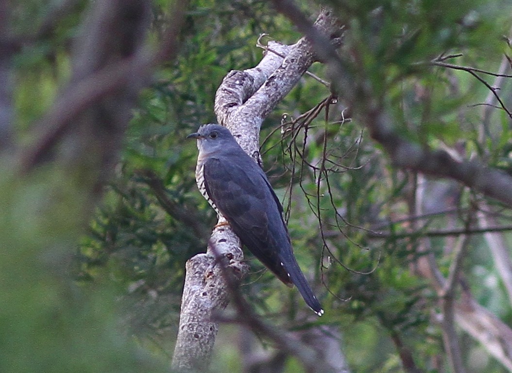cuckoo sp. (Cuculidae sp.) - Chien-wei Tseng