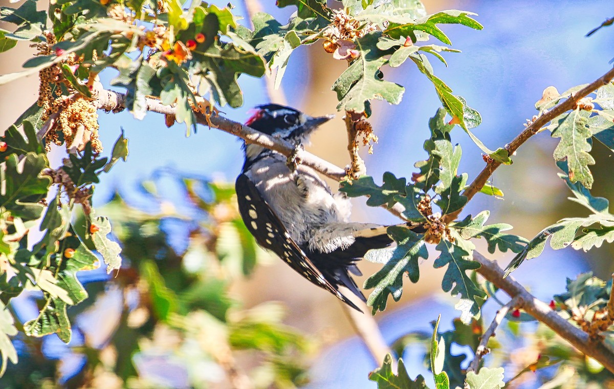 Downy Woodpecker - ML367274451