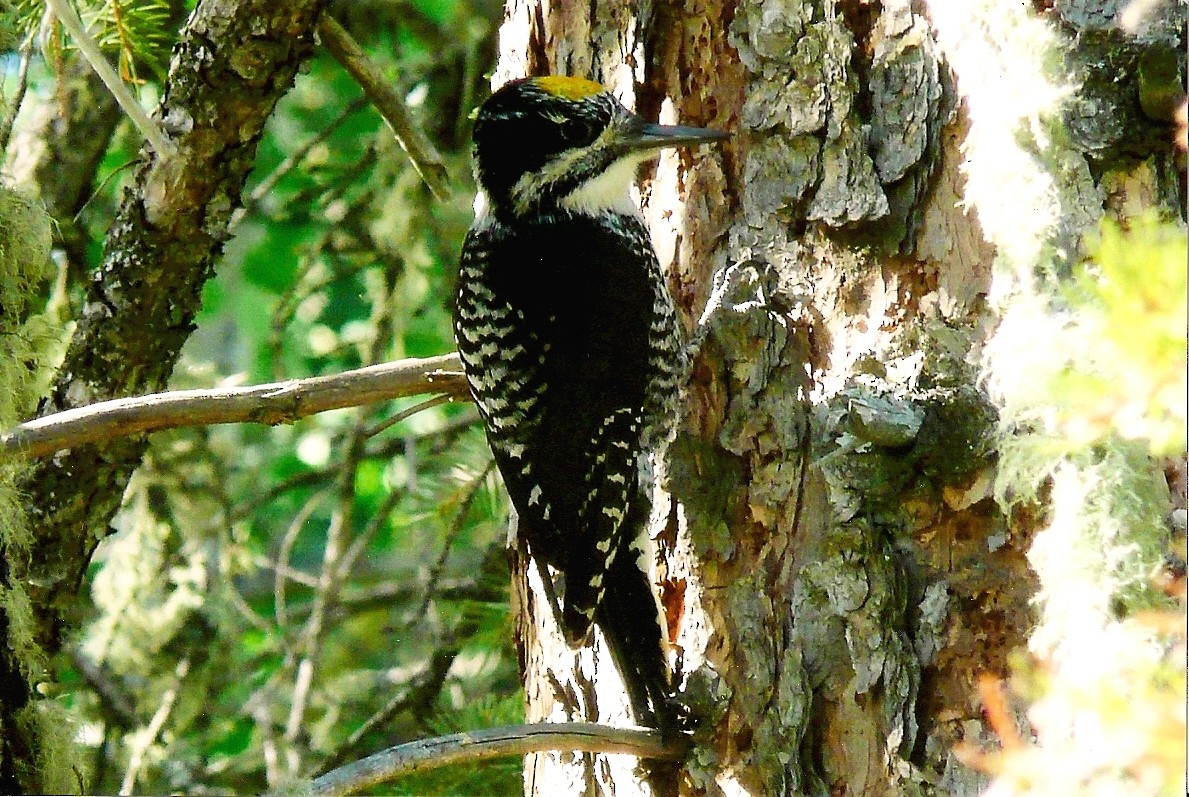 American Three-toed Woodpecker - Ian Cruickshank