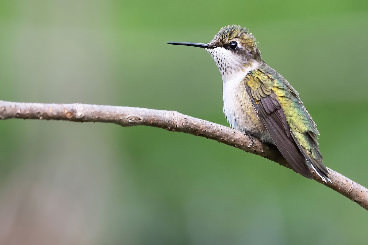 Ruby-throated Hummingbird - Lev Frid