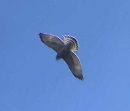 Broad-winged Hawk - ML367278861