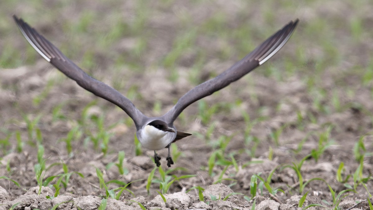 Long-tailed Jaeger - ML367290091