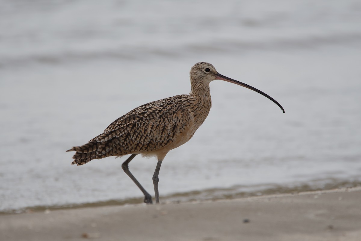 Long-billed Curlew - ML367291151