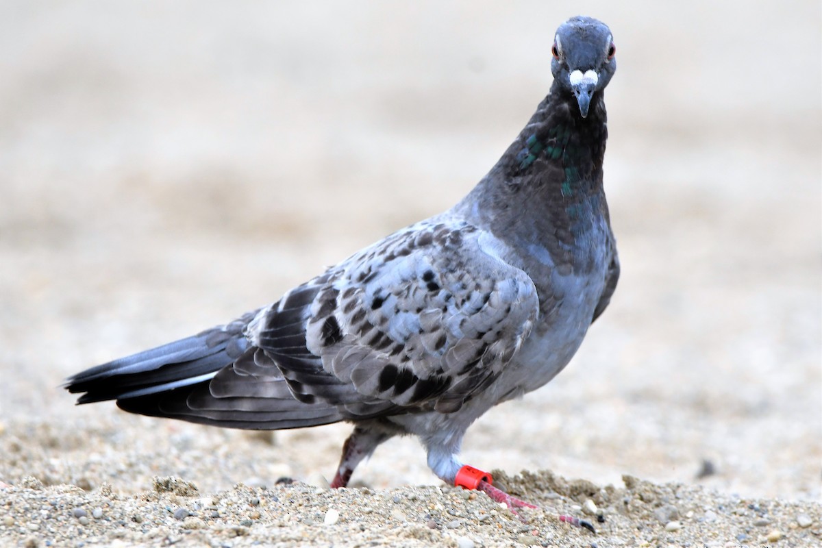 Rock Pigeon (Feral Pigeon) - Gregory Hartman
