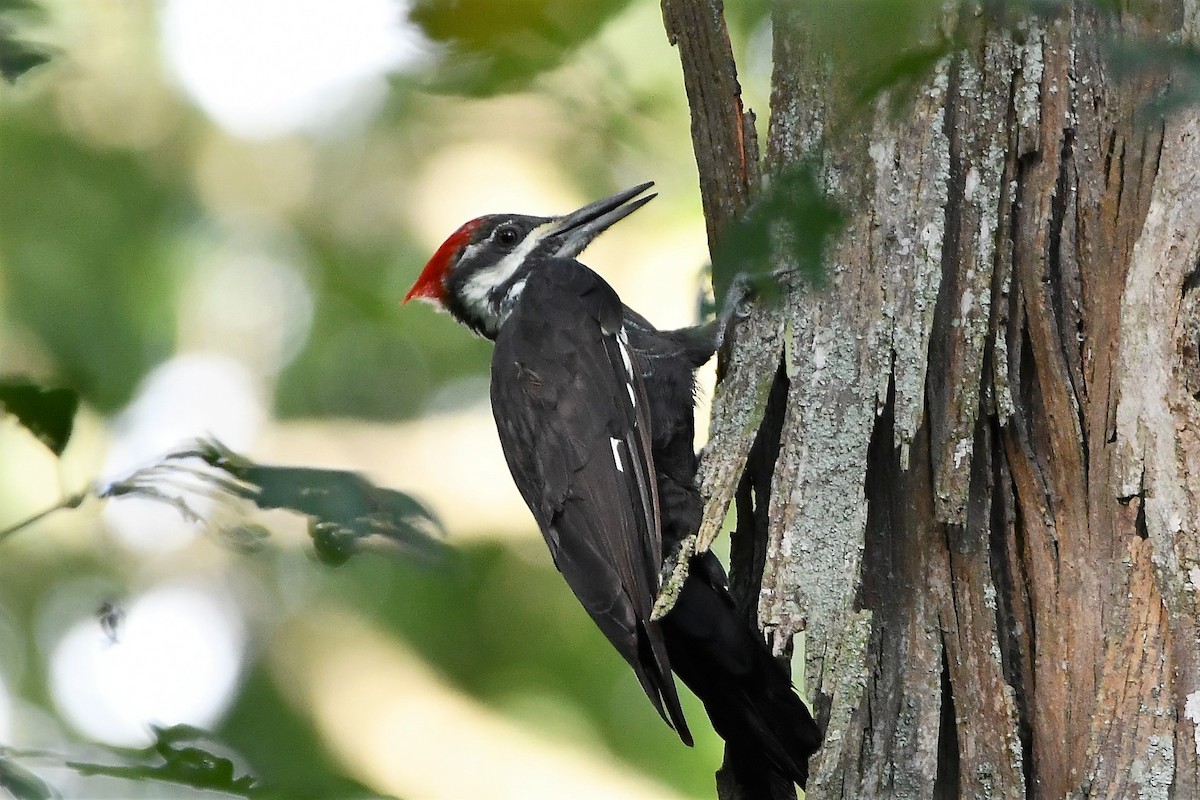 Pileated Woodpecker - Gregory Hartman