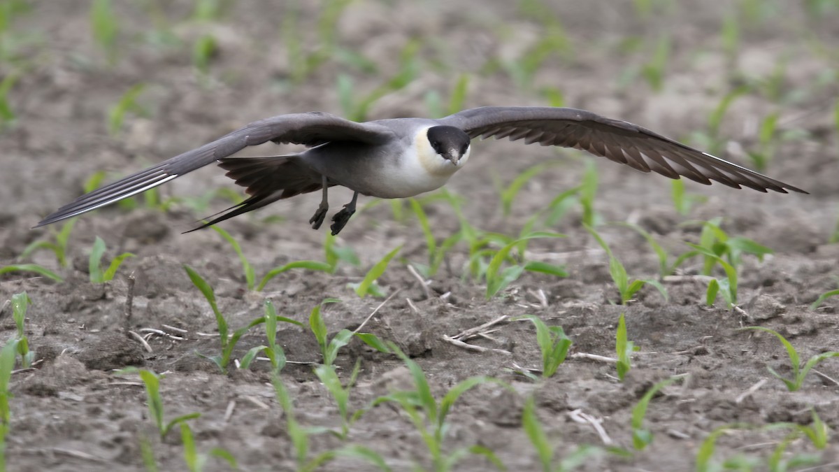 Long-tailed Jaeger - ML367295661